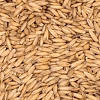 Oat Malt - CMC 1LB - Grain To Glass Inc